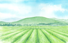 茶畑の風景　水彩画　手描きアナログ