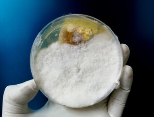 Sticker - The scientist is holding Petri dish plate with Malt Extract Agar use for growth media to isolate and cultivate yeasts, molds fungal, Penicillium testing in medical health laboratory analysis disease.