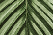 © Rawpixel.com - Calathea leaf background close up