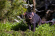 The Tasmanian devil is the world's largest carnivorous marsupial, reaching 30 inches in length and weighing up to 26 pounds. It was only found on the island state of Tasmania. Tasmanian Devil Unzoo
