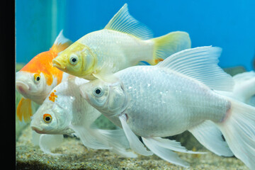 Wall Mural - Family albino carp goldfish with fins in an aquarium on blue background.