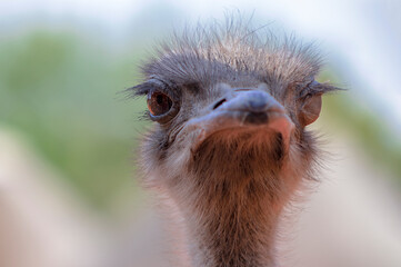 Close up of African Ostrich head on the blur bright background.