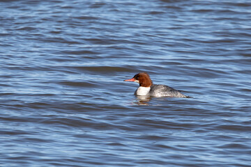 Canvas Print - The common merganser  (Mergus merganser) female on Lake Michigan