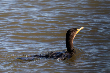 Wall Mural - The double-crested cormorant (Nannopterum auritum) hunting on Lake Michigan