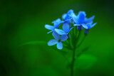Fototapeta Kwiaty - Niebieskie minimalistyczne kwiatki na zielonym tle