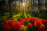 Fototapeta Tulipany - Tulipany na tle trawy i drzew w Parku Uzdrowiskowym Goczałkowice-Zdrój podczas zachodu słońca