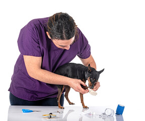 Poster - ill miniature pinscher in studio