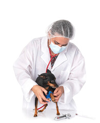 Poster - pinscher and vet