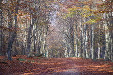 Sherwood Forest, UK - 17 Nov, 2021: Autumn Leaves And Colours In Sherwood Forest, Sherwood Pines, Nottinghamshire, UK