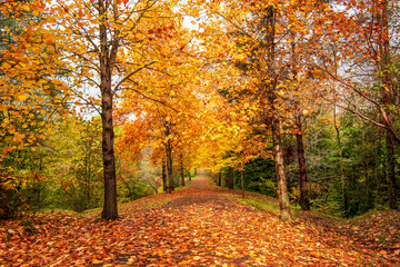 Ataturk Arboretum in Sariyer district of Istanbul