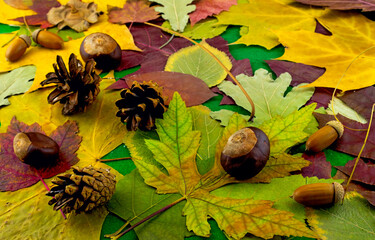 beautiful autumn leaves, cones, chestnuts and acorns