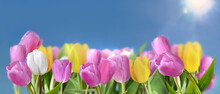 Colorful Tulips Blooming Under Sunny Blue Sky In Panoramic View
