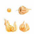 Set of watercolor ripe physalis flower. Perfect for printing, web, textile design, scrapbooking, souvenir products.