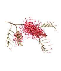 Australian flower. isolated on white background.