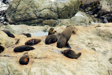 View Of Seals Resting On A Rocky Cliff In Peninsula Walkway Seal Spotting In Kaikoura, New Zealand
