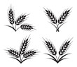 vector bunches of wheat, barley or rye ears
