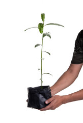 Wall Mural - Farmer holding young plant in nursery bag on white background