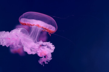 Wall Mural - Bright pink jellyfish on a dark blue background.