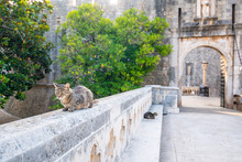 The Cat Is Resting At Pilar Gate - Main Entrance To Old City Of Dubrovnik.