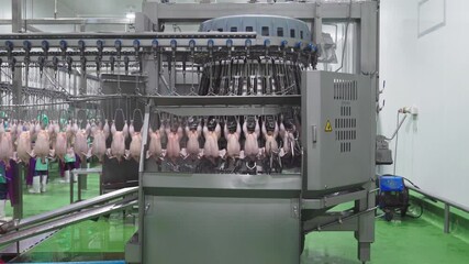 Wall Mural - Production of chicken meat. technological process in poultry factory.