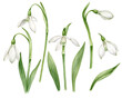 Snowdrops for spring mood.
Set includes: leaves and flowers - elements of snowdrops for your creation. 
