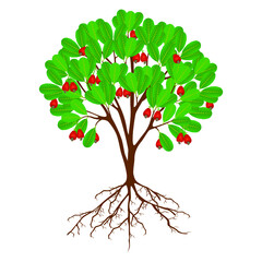 Wall Mural - Cashew nut tree with fruits and roots on a white background.