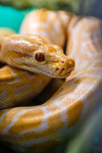 Burmese Yellow And White Python Snake. Close-up