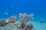 Fototapeta  - Colorful, picturesque coral reef at the bottom of tropical sea, great acropora coral and schooling bannerfish (Heniochus diphreutes), underwater landscape