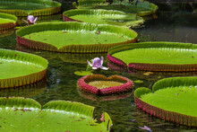 Giant Water Lily In Botanical Garden On Island Mauritius . Victoria Amazonica, Victoria Regia