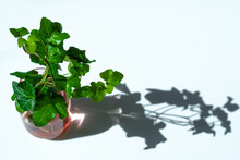 Common Ivy In A Pink Vase On A White Background