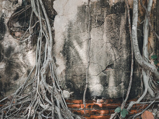 Roots on the ancient brick grunge wall of the temple.