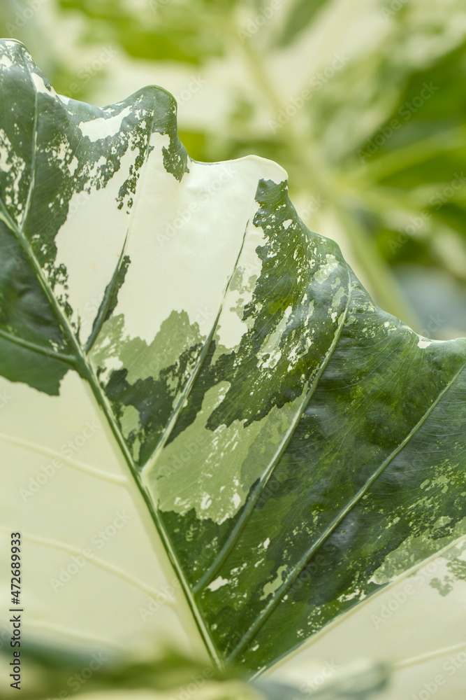 Variegated Taro Macro photography of variegated leaves of Alocasia ( Elephant ear ...