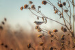 Lesser Goldfinch  Spinus psaltria on sunflowers