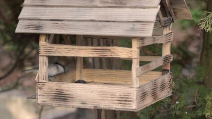 Bird chickadee (lat. Poecile palustris or Parus palustris) and big titmouse (lat. Parus major) flew to the bird feeder behind seeds. Late autumn. November 2021.