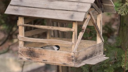 Bird chickadee (lat. Poecile palustris or Parus palustris) and big titmouse (lat. Parus major) flew to the bird feeder behind seeds. Late autumn. November 2021.