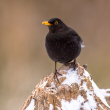 Common Blackbird  Perched On Stump With Snow