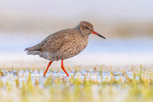 Common Redshank In Wetland On Migration Route