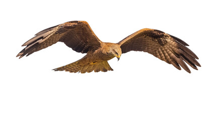 Sticker - Black Kite flying on white background