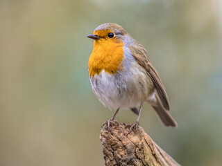 Poster - Red Robin bird in ecological garden