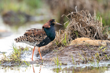 Wall Mural - Finland, Northern Ostrobothnia, Oulu, ruff, Philomachus pugnax. Portrait of a male ruff with his overgrown feather ruff.