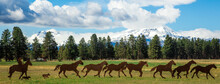 The Three Sisters Mountains And A Cowboy Horseback Behind A Herd Of Galloping Horses In A Green Pasture Near Sisters Oregon
