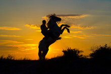 Europe, France, Provence, Camargue. Composite Of Man On Rearing Camargue Horse At Sunrise.