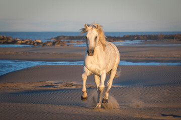 Sticker - Europe, France, Provence. Camargue horse running on beach.