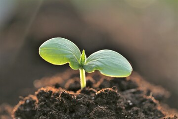 Wall Mural - seedlings in soil.planting seedlings.Growing seedlings. Growing bio organic vegetables and greens. Earth Day. Ecological concept. 