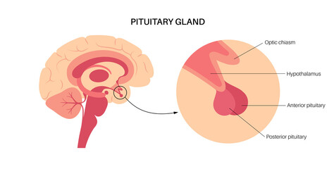 Canvas Print - Pituitary gland anatomy