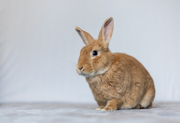 Canvas Print - Rufus rabbit sitting up posing white background copy space