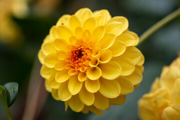 Single Yellow Dahlia Flower, Close-up Macro