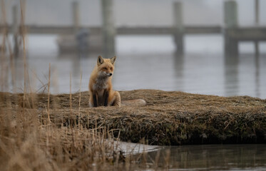 Wall Mural - A red fox along a bay shore