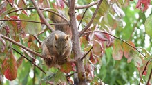 HD Video Of A Common Ground Squirrel In Young Plum Tree Biting The Bark And Listening For Danger With Its Tail Swishing Up And Down Rapidly On A Mildly Windy Autumn Day.
