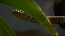 Liasis Mackloti Free Stock Photo - Public Domain Pictures